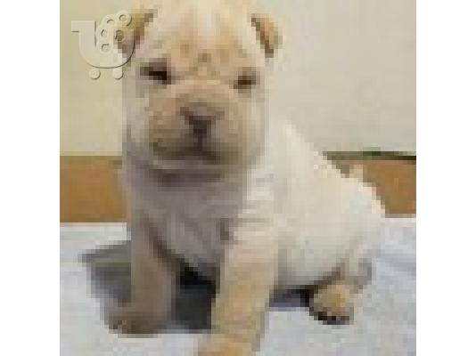 PoulaTo: Shar Pei κουτάβι για υιοθεσία